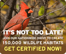 Create a Certified Wildlife Habitat today!